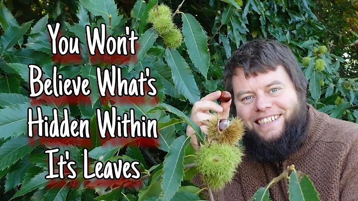 The Sweet Chestnut Trees - A Guide To Their Food, ...
