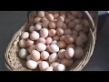 农村女人养的鸡卖土鸡蛋，土鸡蛋的营养价值你知道不？