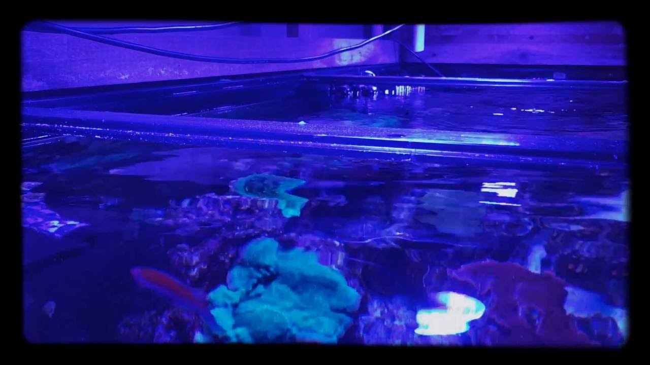 Reef tank update YouTube