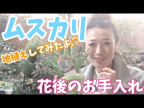 球根 ムスカリの花後のお手入れ ポット苗から地植えへ Youtube