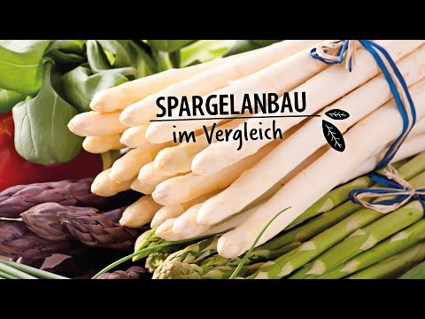 Spargel selbst anbauen