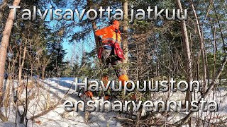 Talvisavotta jatkuu havupuu ensiharvennuksella