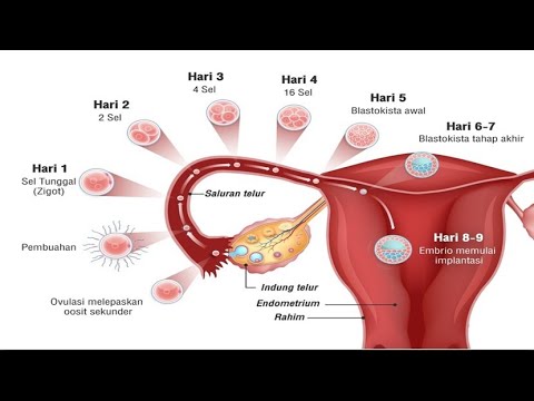 Video: Apakah yang berlaku semasa tempoh embrio?