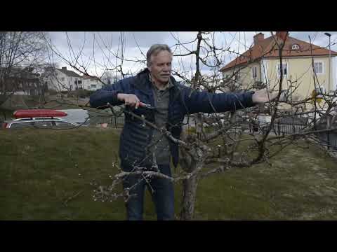 Video: Hur man befruktar fruktplantor: 13 steg (med bilder)