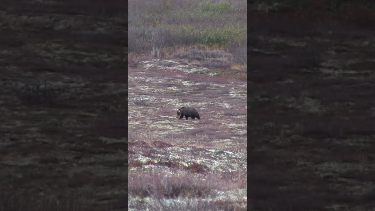 Giant Western Alaska Brown Bear Hunting Alaskaadventure Brownbear