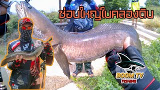 บ้าตกปลาEP13 เดินหนอนยางเจอช่อนใหญ่ในคลองดิน #bisons4 #fishing