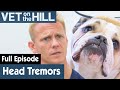 🐶 Grumpy Bulldog Experiences Random Head Tremors | FULL EPISODE | S03E11 | Vet On The Hill