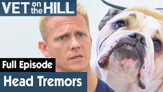 Grumpy Bulldog Experiences Random Head Tremors | FULL EPISODE | S03E11 | Vet On The Hill