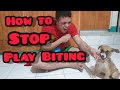 HOW TO STOP A PUPPY FROM PLAY BITING (TAGALOG)