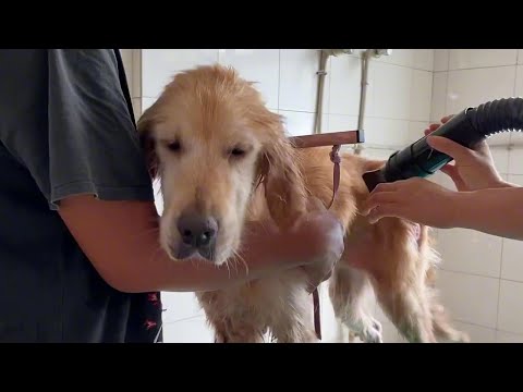 Video: Adakah golden retriever sejenis labrador?