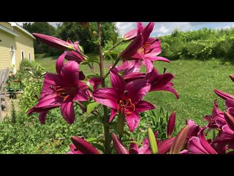 Oriental Trumpet Lilies