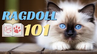 What to Know Before Having a Ragdoll Cat?