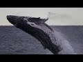 Largest Animals in the world