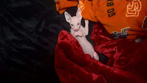 Video 11336941: tiny sphynx kitten, sphynx baby kitten, sphynx kittens playing