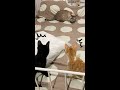 双子猫 対 兄猫　2 VS 1【Shorts】 #cat #catlover #shorts