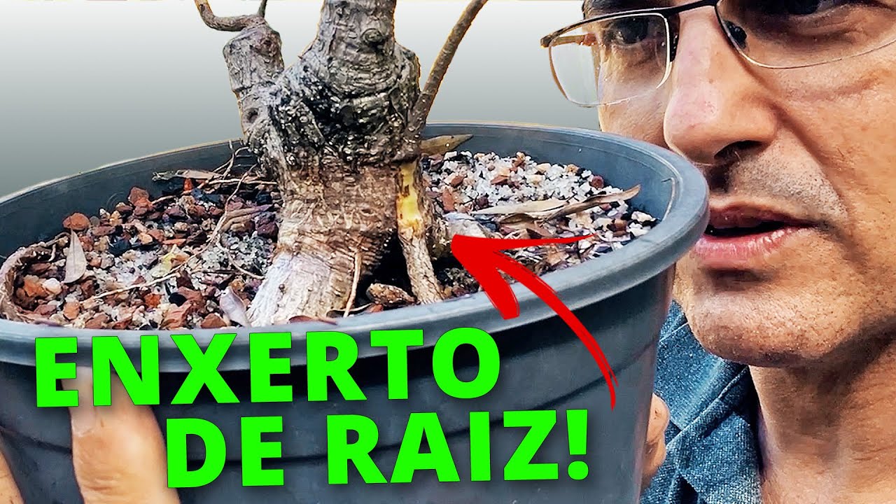 Enxerto de Raízes em Bonsai – Veja o Resultado Final no Nebari!