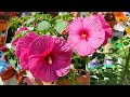 Los cuidados del hibiscus 💐 tour por mi patio viendo mis hermosas flores 🌹 mucha variedad 💐