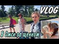 Vlog#4❚ Забираю своего щенка у заводчицы❚ Бишон фризе