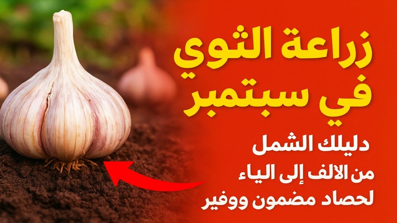 زراعة الثوم الشتوي في سبتمبر: دليلك الشامل من الألف إلى الياء لحصاد مضمون ووفير.