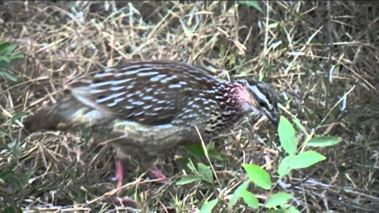 Southern African Birds: Crested Francolin in grass environment 
