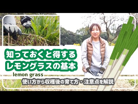 レモングラス 使い方から収穫後の育て方 注意点を解説 自然農法の草マルチ Youtube