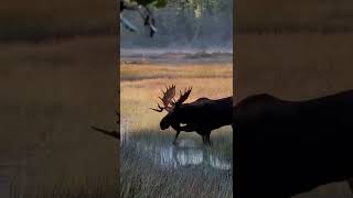 Close Moose Encounter in White River, Ontario 2021