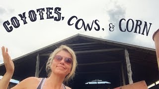 Coyotes, Cows and Corn
