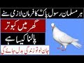 Hadees About Keeping Pigeons At Home II Ghar Main Kabootar Rakhna Kaisa Hai