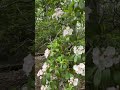MountainLaurels