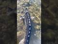 Rilascio beby stellato🦈,#pescaallostorione#Stellato#passionepesca #fishing #shorts video #sturgeon