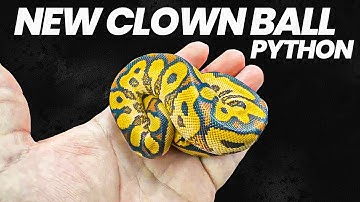 Can You Guess the New ball python Morph?