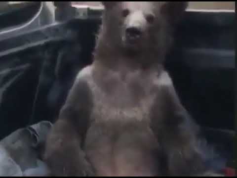 Ursa fica 'doidona' após comer mel alucinógeno | Canal Rural