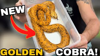 NEW Golden Cobra! by Chandler's Wild Life 179,330 views 5 months ago 14 minutes
