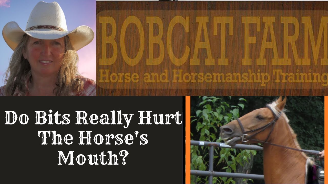 Do Bits Really Hurt The Horse'S Mouth?