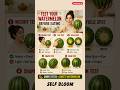 This Watermelon Trick Will Blow Your Mind 🍉 #shorts #trending