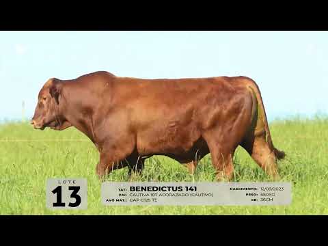 LOTE 13   TAT 141 M Red Brangus