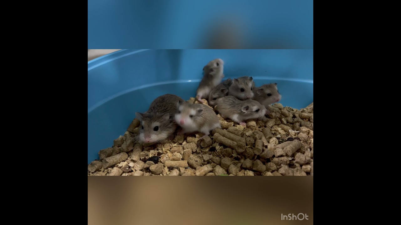 A Day Of Roborovski hamster 