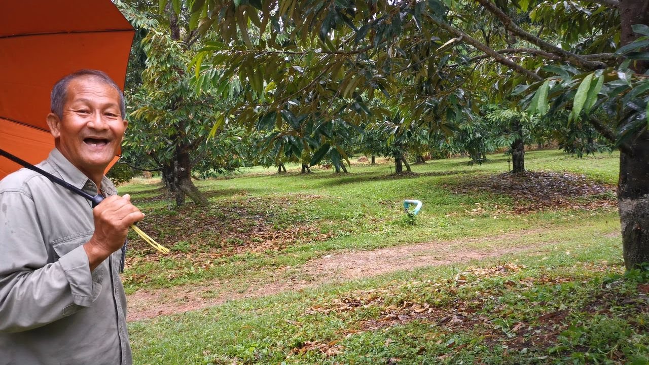 NR-EP69 คุยกับลุงนิรันดร์  การทำใบชุด  1-2  อินทรียวัตถุ โครงสร้างต้น สุขภาพใบ