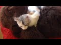 長崎バイオパークの猫 の動画、YouTube動画。