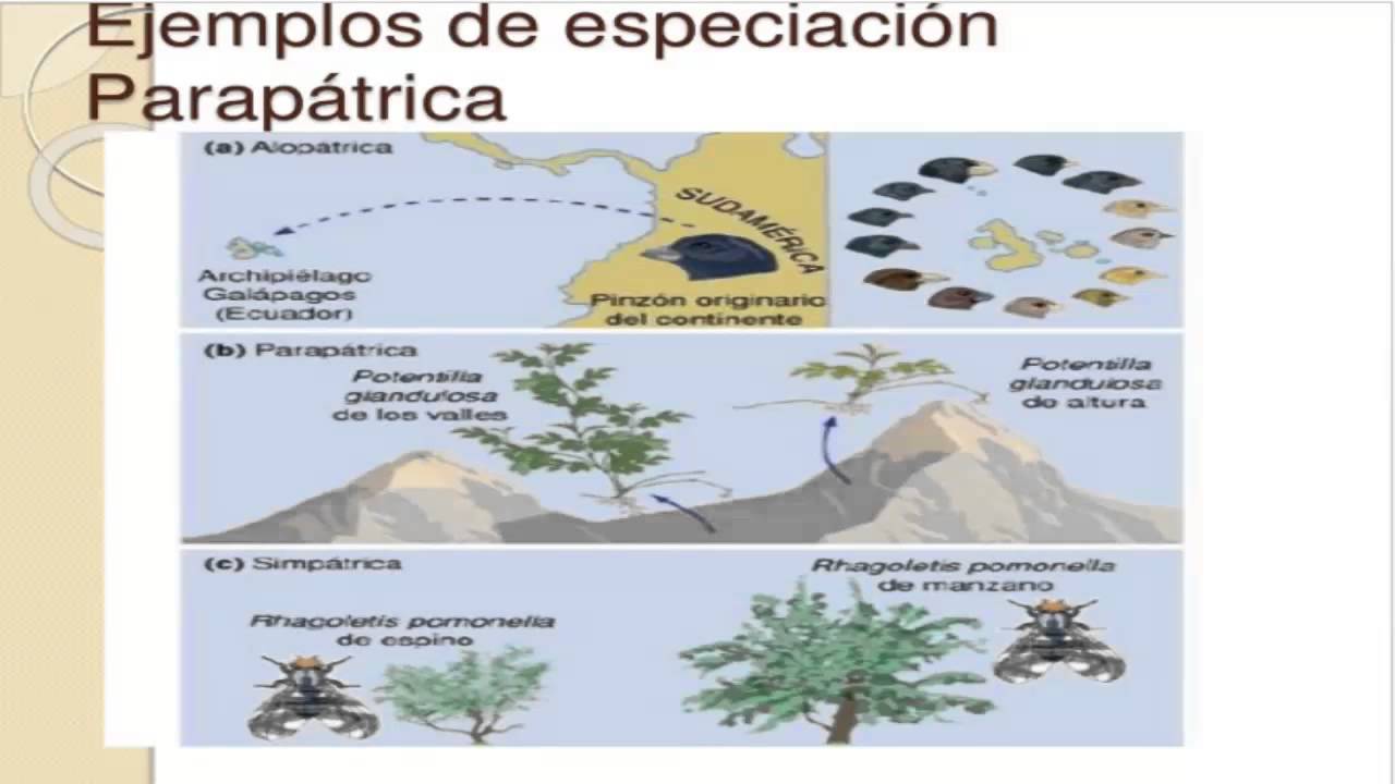 Tipos De Especiación YouTube