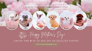 Happy Mother's Day from the cutest puppies 🐶💝 #teacuppuppies #tinydogs #cutestdogs