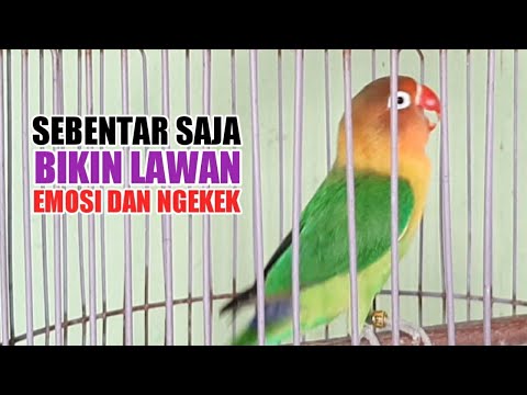 Pancingan Untuk Cendet Bisu Miyik Mbagong Males Bunyi Agar Cepat Gacor Lagi Youtube
