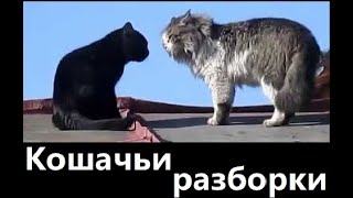 Кошачьи разборки Смешные кошки. Жизнь в природе. Жизнь в деревне. Кошачьи разборки Смешные кошки. Жизнь в природе. Жизнь в деревне.