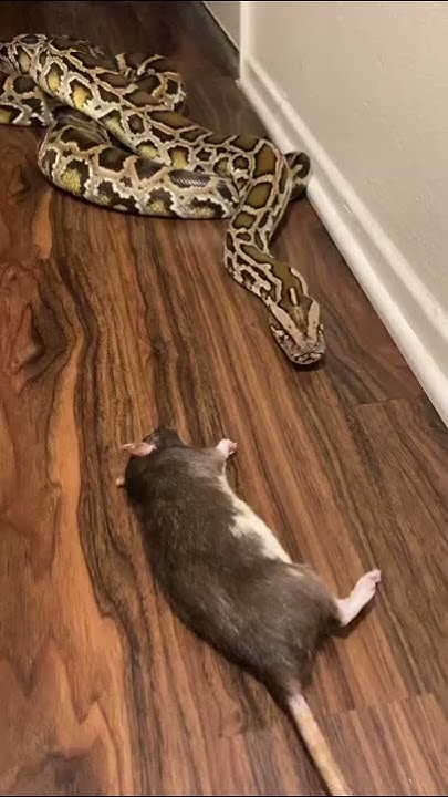 Rocky My Burmese Python Vs Large Rat 🐀! - YouTube