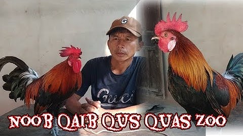 qhias qaib dib tuaj zoo noob qaib qus 23/10/2024