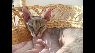 Красивая кошка Молли отдыхает на солнышке в корзинке