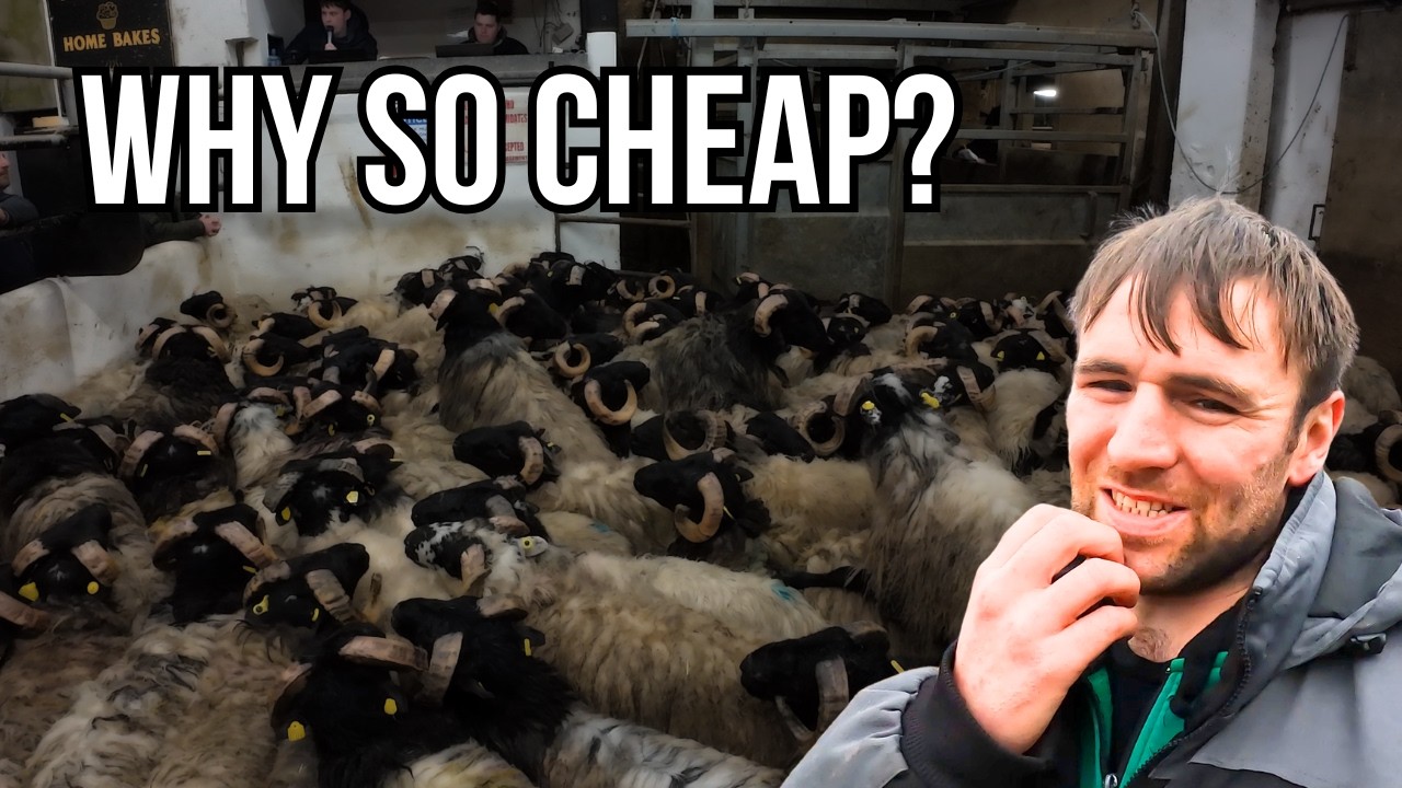 Is Irish Lamb the Cheapest in Europe? - Selling Lambs in the Mart