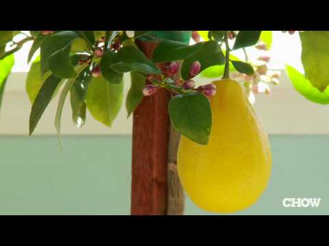 Video: Grapefruit Tree Bestuiving - Tips voor het handmatig bestuiven van grapefruitbomen