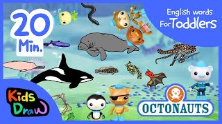 Octonauts Sea Creatures | 20 minutes Compilation | English Words for Toddlers | Kids Draw