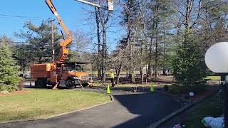 Removing Dead tree on power wire Part 2